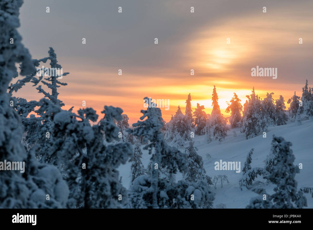 Die arctic Sunrise leuchtet die verschneiten Wälder hüllte in Morgennebel Ruka Kuusamo Österbotten Region Lappland Finnland Europa Stockfoto