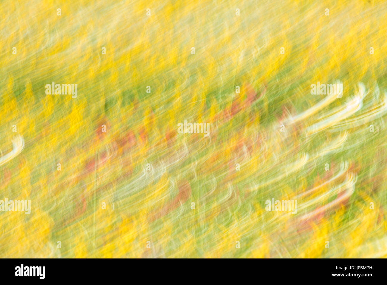 Abstrakte Details der bunten Blumen während der Frühjahrsblüte in die grünen Wiesen Alentejo Portugal Europa Stockfoto