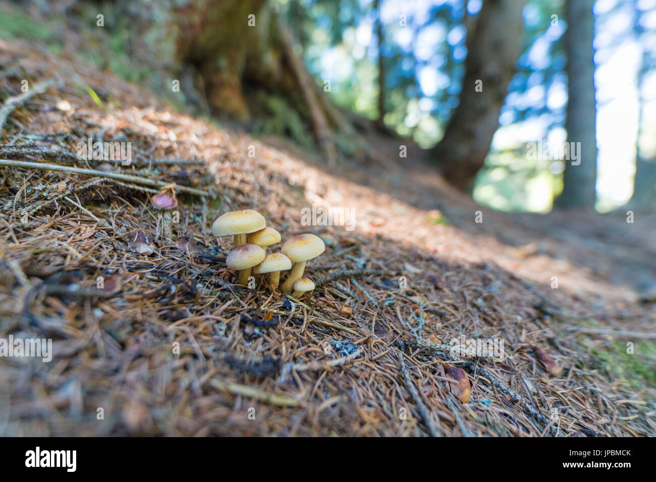 Pilze in der alpinen Wälder Lombardei Italien Europa Stockfoto