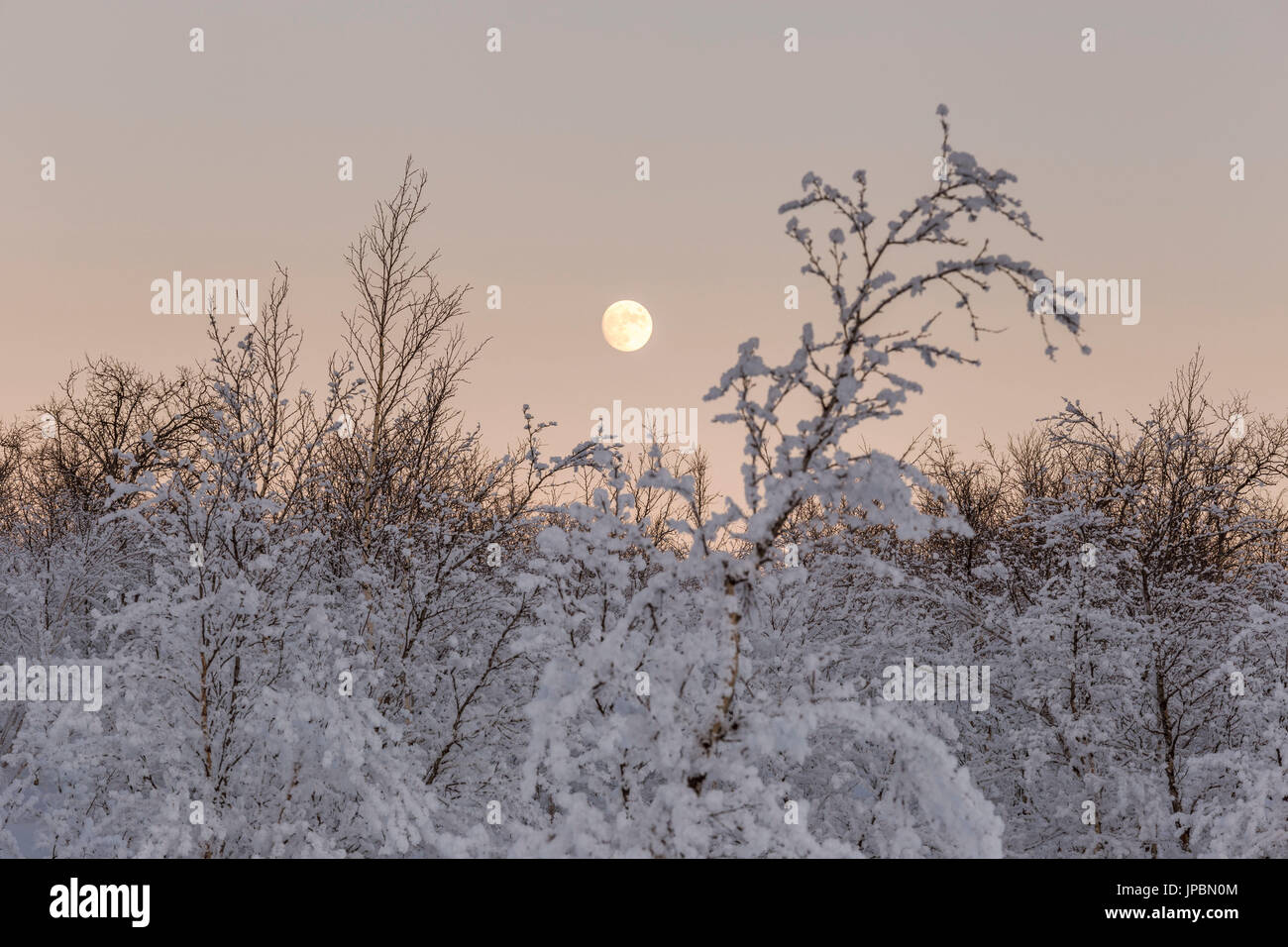 Der Vollmond steigt in der Kälte des Schwedisch-Lappland, Abisko, Kiruna, Schweden, Europa Stockfoto