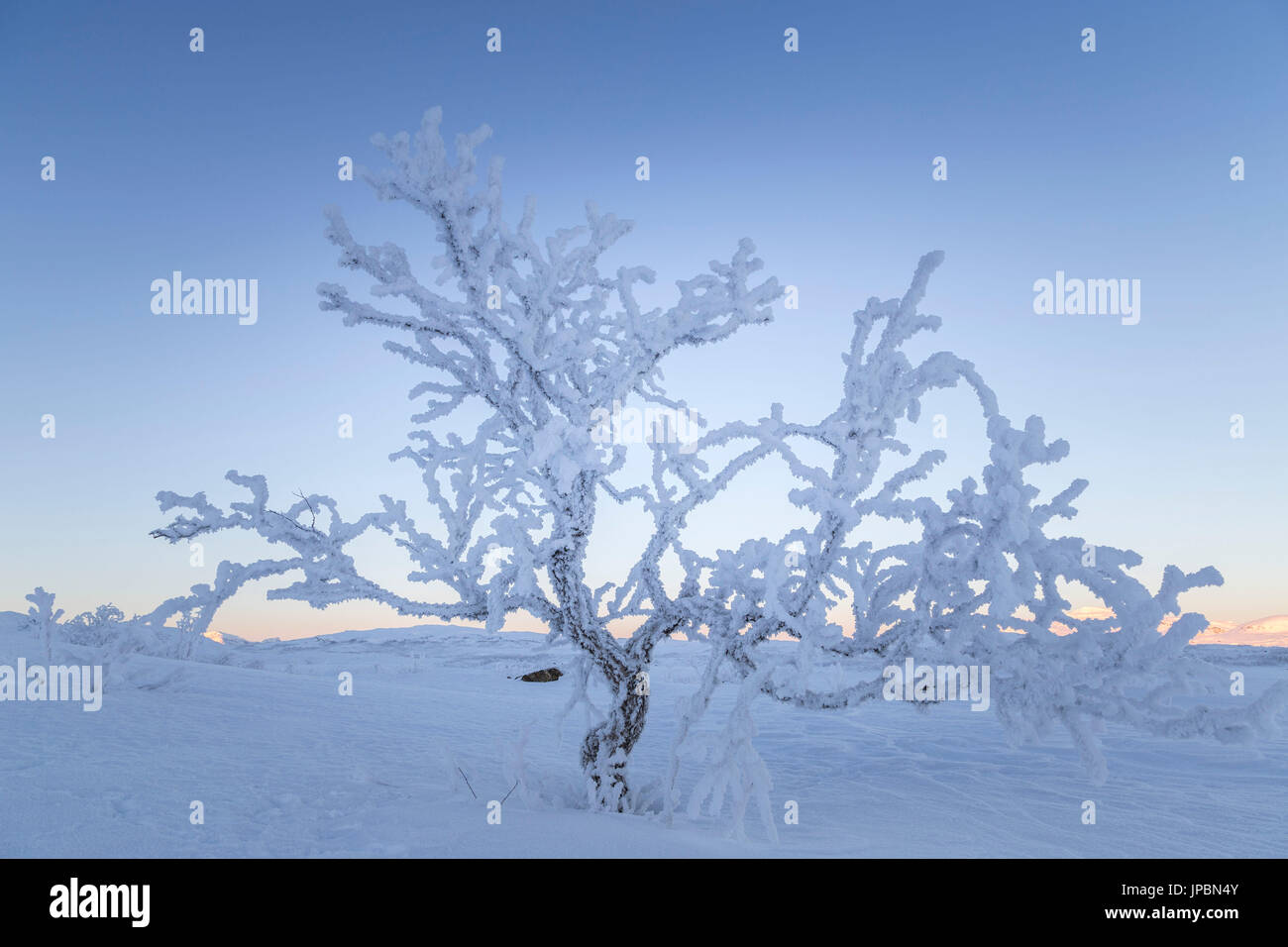 Einsame gefrorenen Baum in Schwedisch-Lappland, Abisko, Kiruna, Schweden, Europa Stockfoto