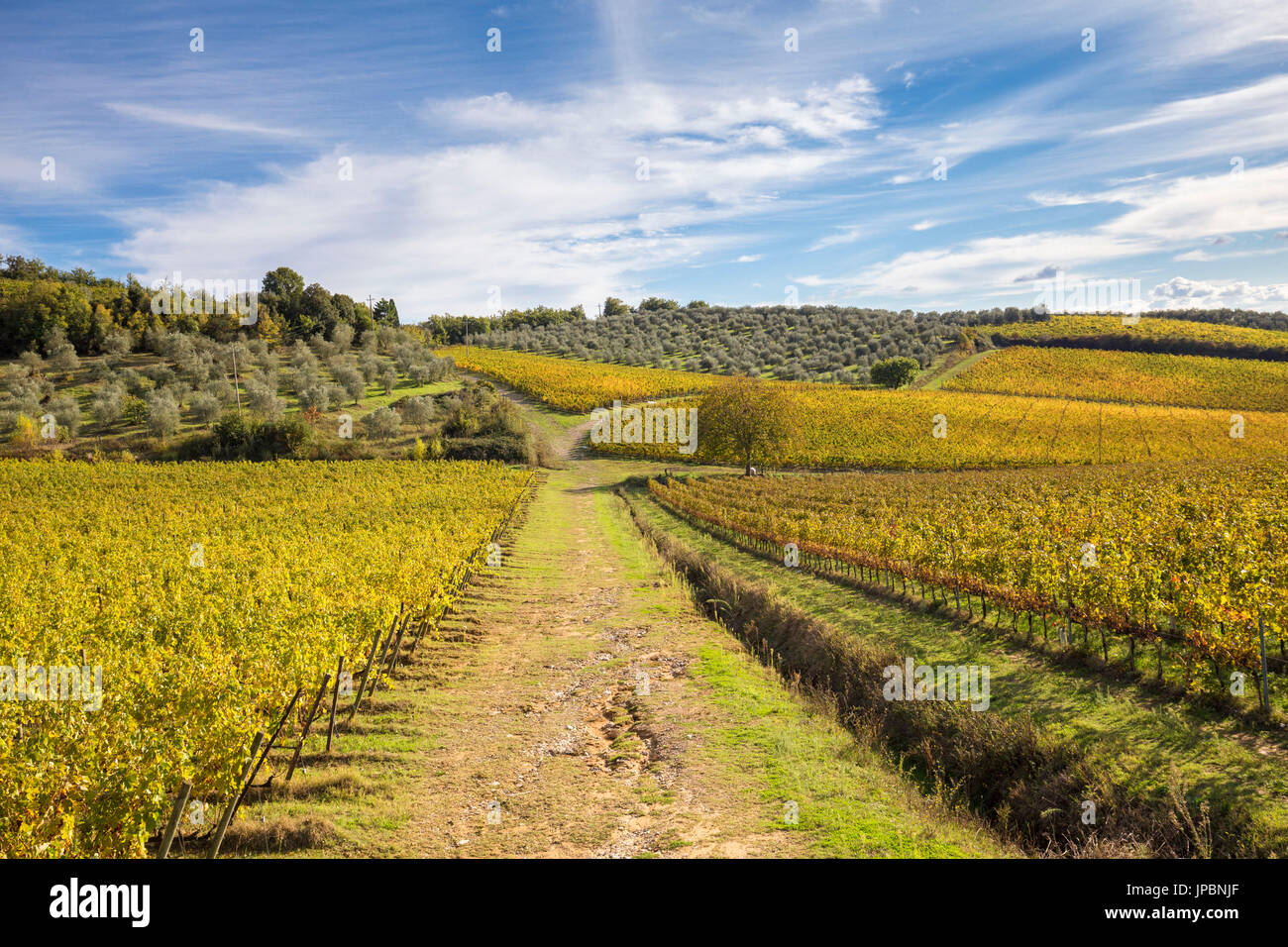 Die Weinberge des Chianti während Herbsttag. Castelnuovo Berardenga, Chianti, Siena Provinz, Toskana, Italien, Europa Stockfoto