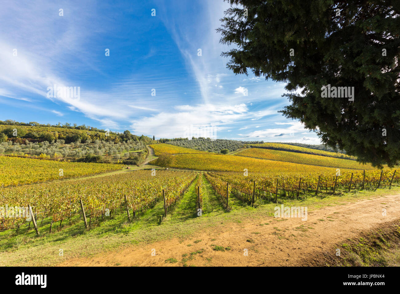 Die Weinberge des Chianti während Herbsttag. Castelnuovo Berardenga, Chianti, Siena Provinz, Toskana, Italien, Europa Stockfoto
