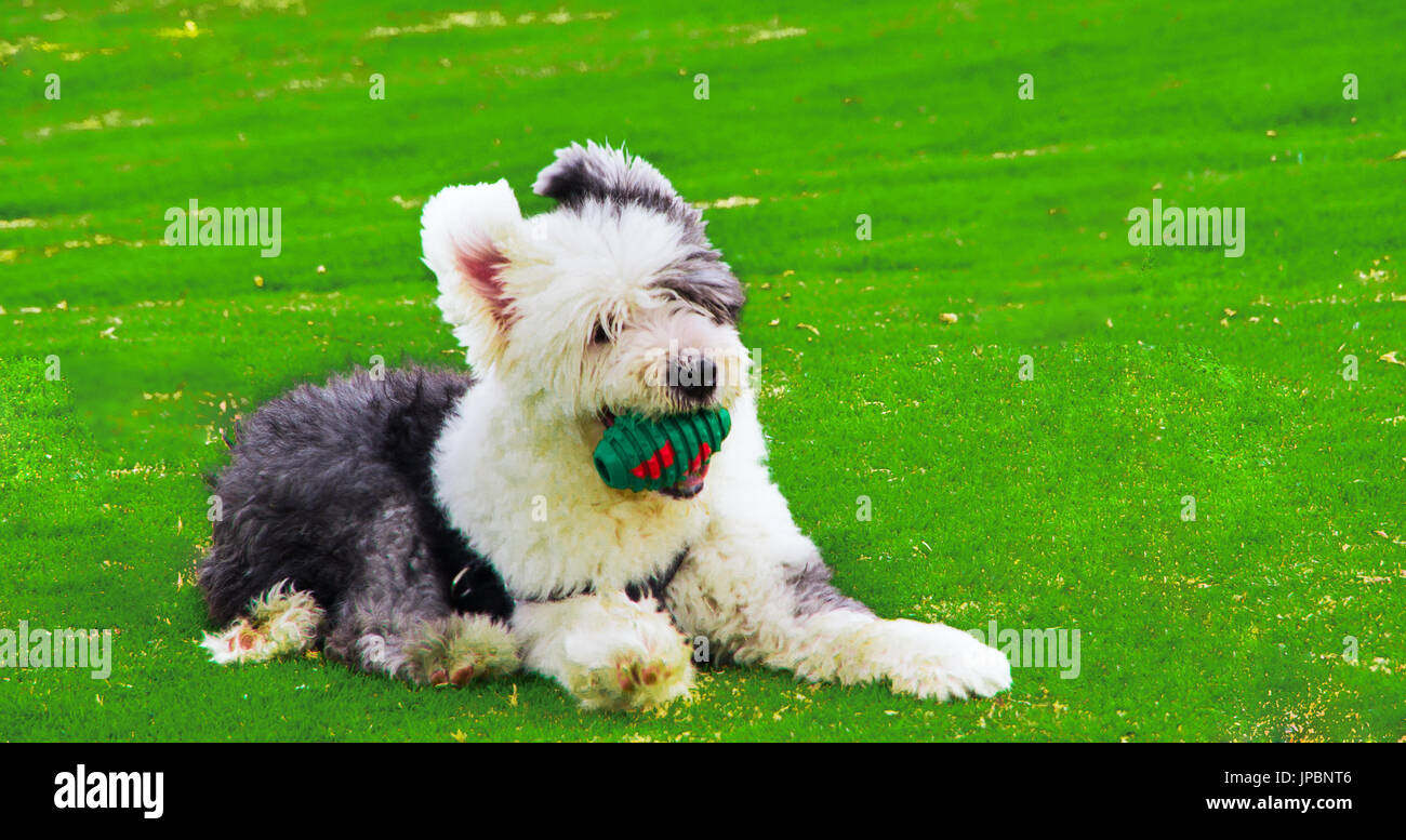 Die alte englische Schäferhund im Freien auf dem Rasen mit einem grünen