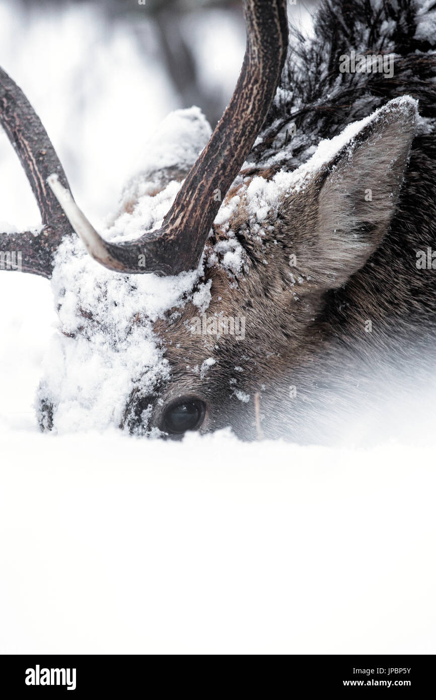 Sika Hirsche in Shiretoko-Halbinsel, Hokkaido, Japan Stockfoto