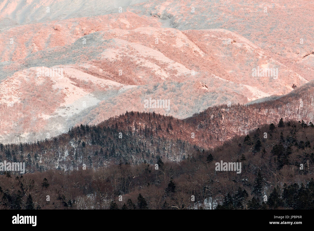 Einzelheiten zu den Shiretoko Wald; Hokkaido, Japan Stockfoto