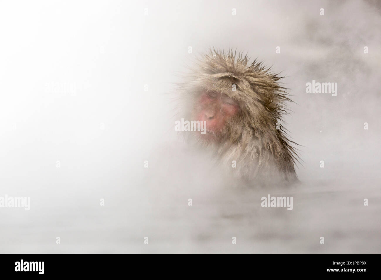 Schnee Affen von Jogokudani Tal, Nakano, Präfektur Nagano, Japan Stockfoto