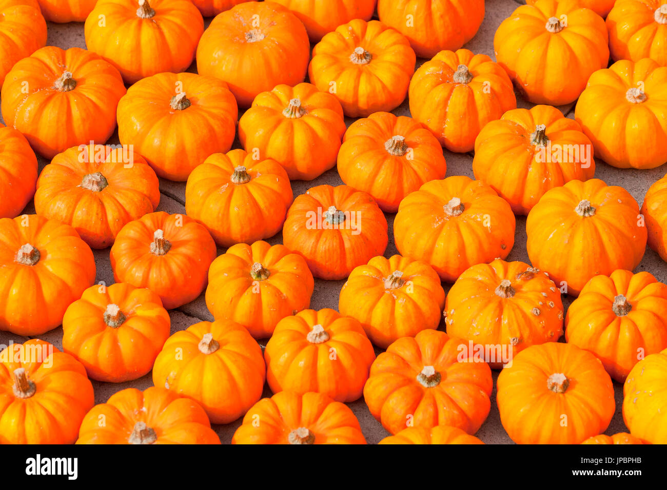 ein Close Up von orange Kürbisse während einer Ausstellung in einem lokalen Markt, Provinz Bozen, Südtirol, Italien, Europa, Trentino Alto Adige Stockfoto