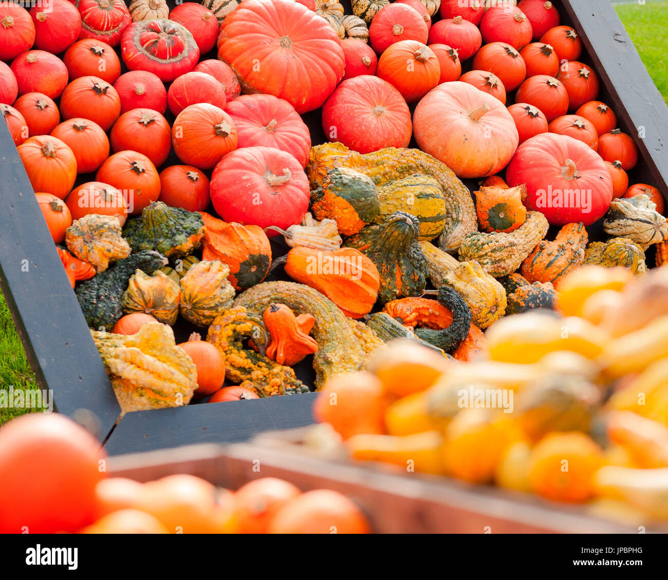 ein Close Up einer Ausstellung von mehreren farbige Kürbisse in eine herbstliche Ausstellung in einem lokalen Markt, Provinz Bozen, Südtirol, Italien, Europa Stockfoto