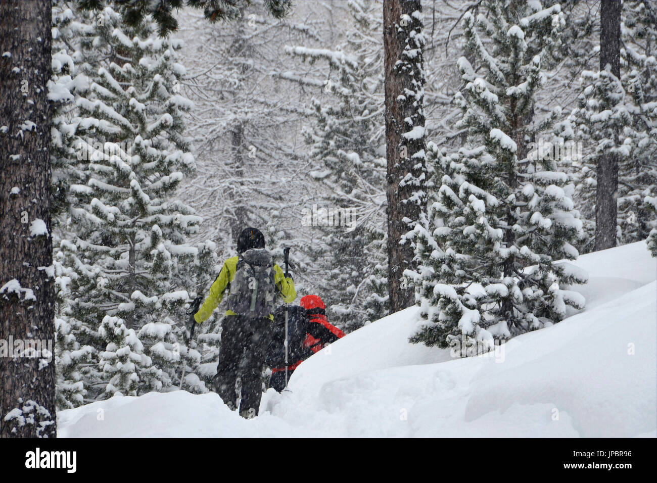 (Ski Alpin) spazieren im Wald, während schneit, Nevache, Frankreich Stockfoto