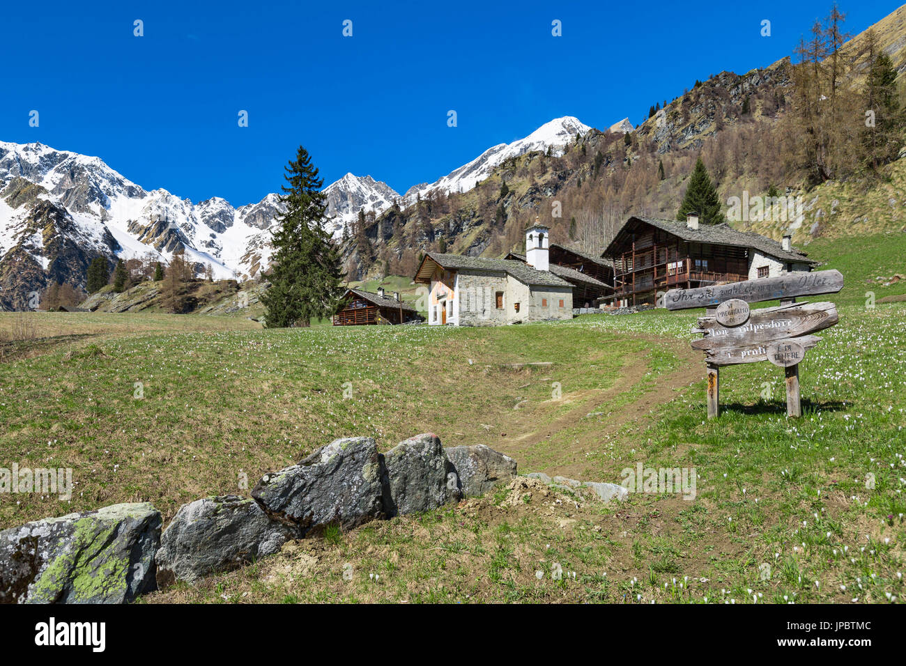 Frühlings-Blick auf die Alp Otro während der Krokus blühen (Alp Otro, Alagna Valsesia, Provinz Vercelli, Piemont, Italien, Europa) Stockfoto