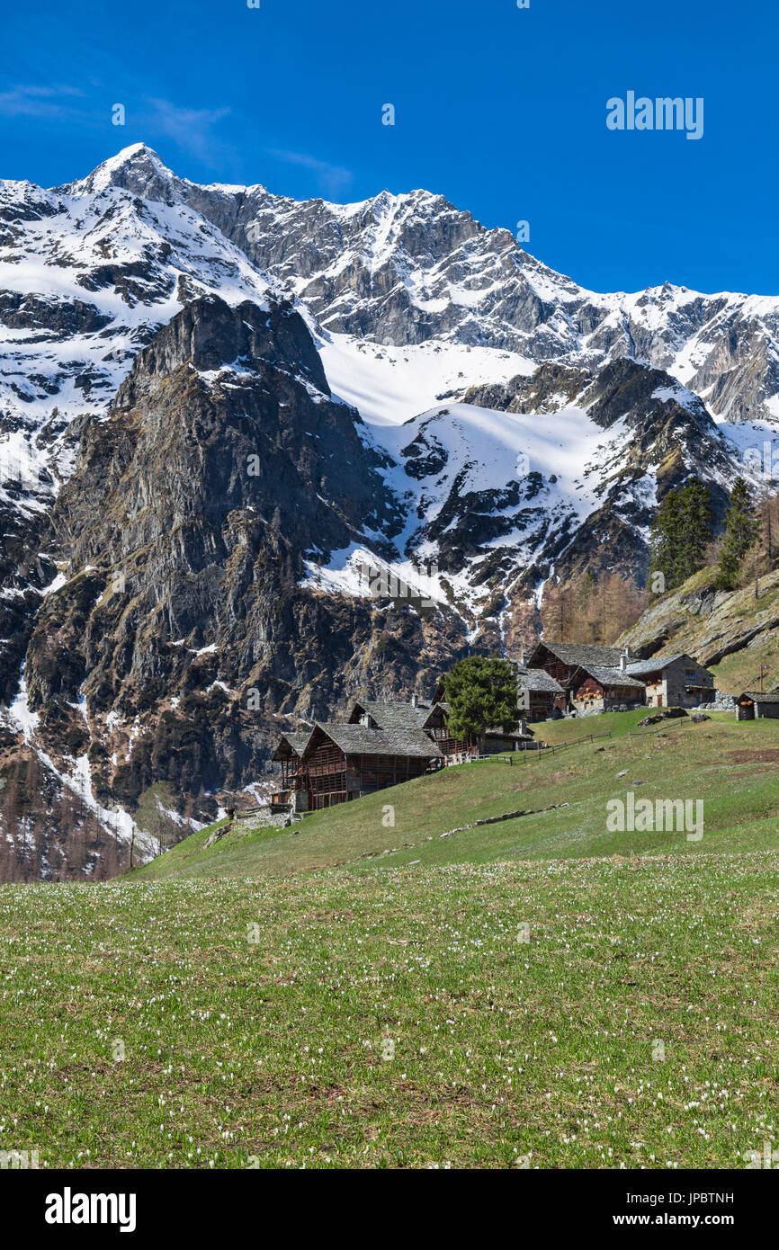 Frühlings-Blick auf die Alp Otro während der Krokus blühen (Alp Otro, Alagna Valsesia, Provinz Vercelli, Piemont, Italien, Europa) Stockfoto