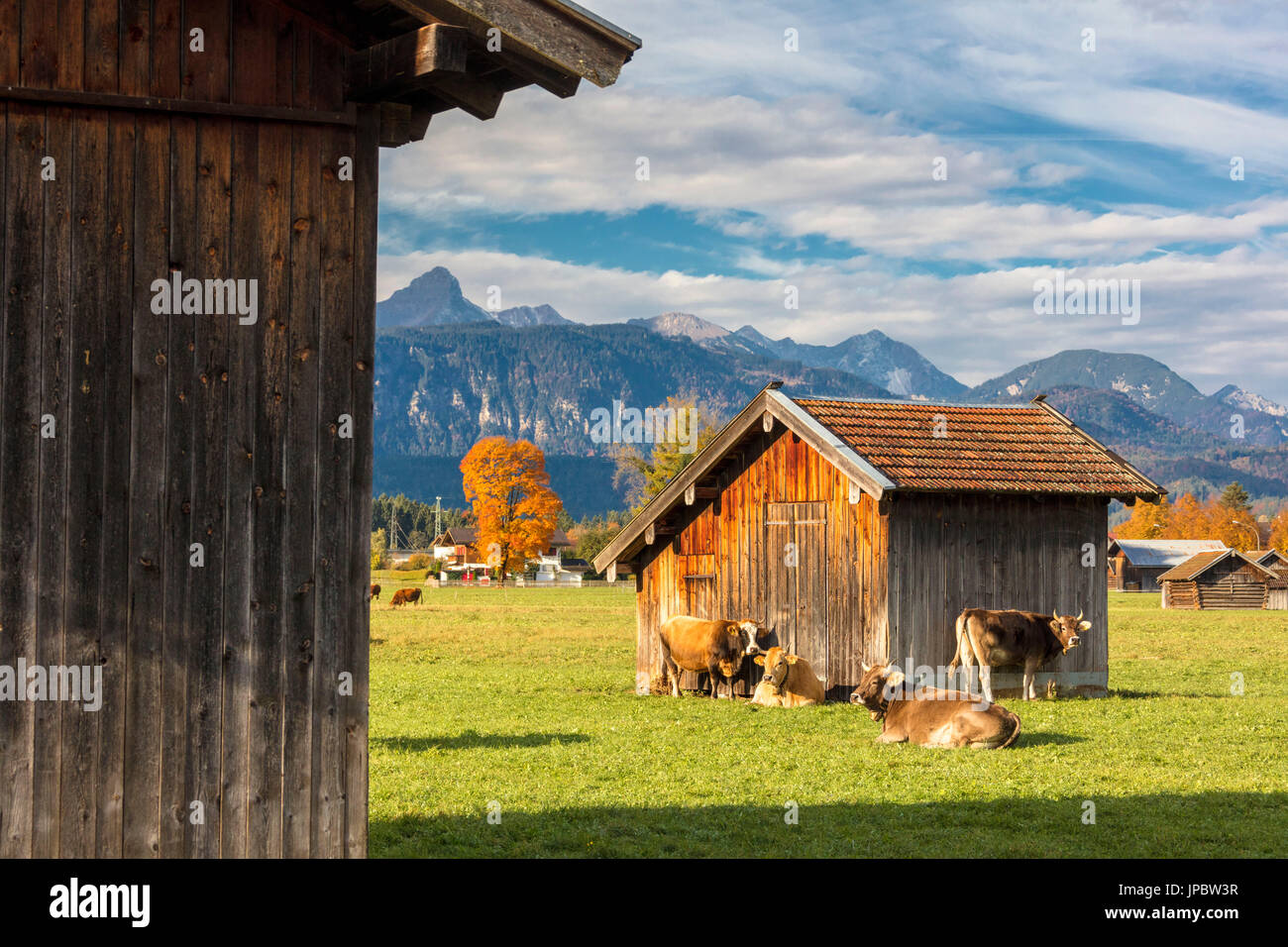 Kühe auf den grünen Wiesen, umrahmt von den hohen Gipfeln der Alpen Garmisch Partenkirchen oberen Bayern Deutschland Europa Stockfoto