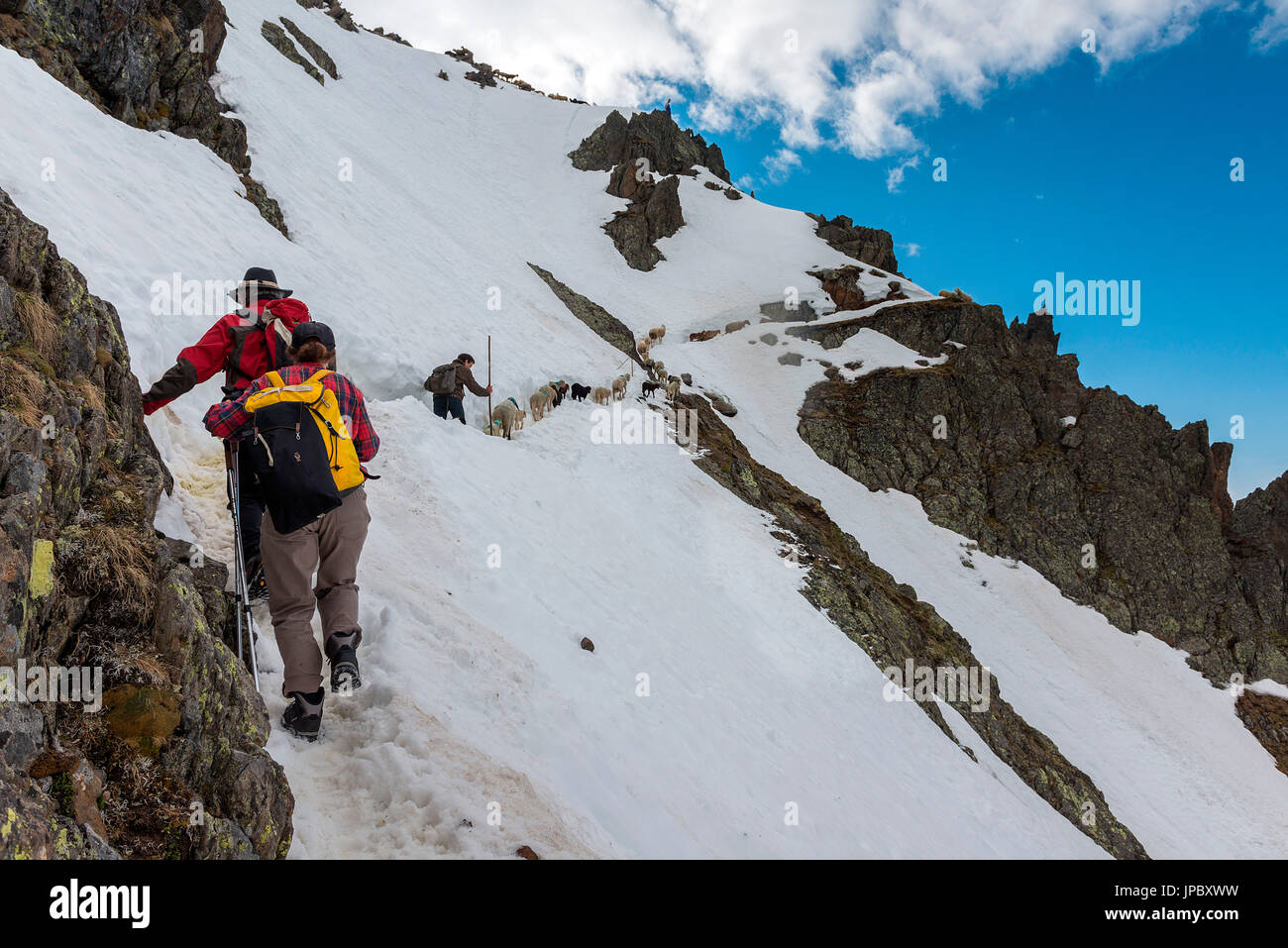 Senales / Schnals, Südtirol, Italien. Seit tausenden von Jahren der Hirte die Schafe auf den Giogo Basso (3016 m) und auf den Wiesen hinter dem Ötztal Stockfoto