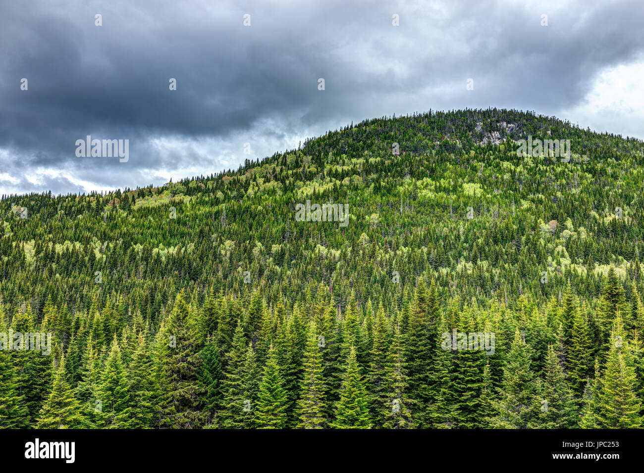 Grünen Kiefernwald im Sommer mit dunklen, bewölkten Himmel in Quebec, Kanada Stockfoto