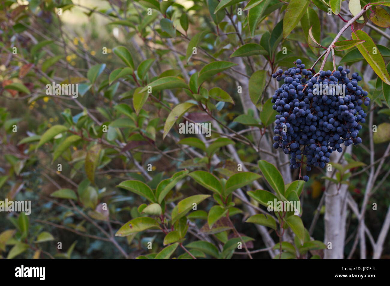 Ligustrum sinense oder kleine blätterte Liguster, dunkelblaue Beeren im Winter, Australien. Stockfoto