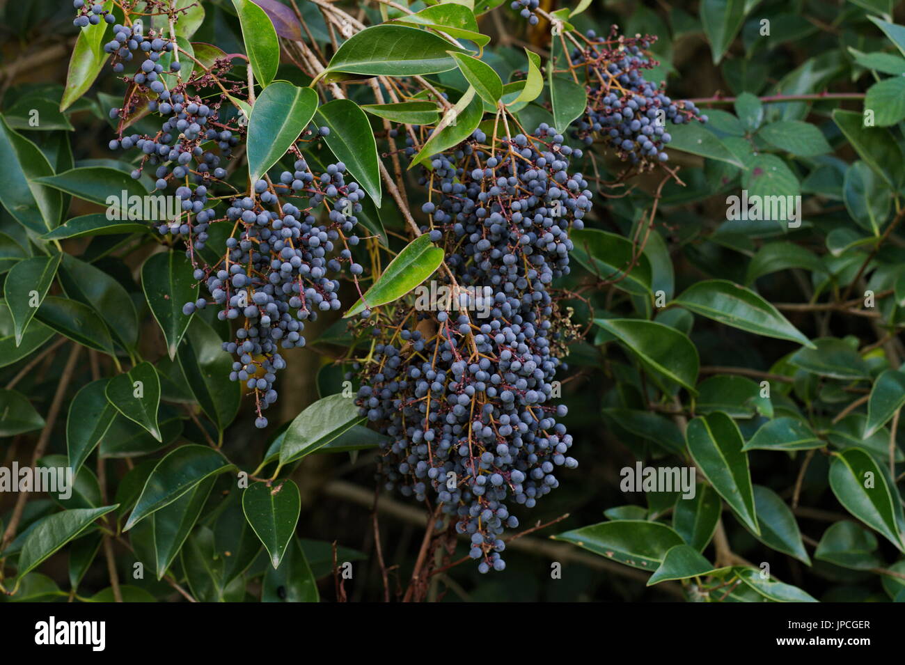 Ligustrum sinense oder kleine blätterte Liguster, dunkelblaue Beeren im Winter, Australien. Stockfoto
