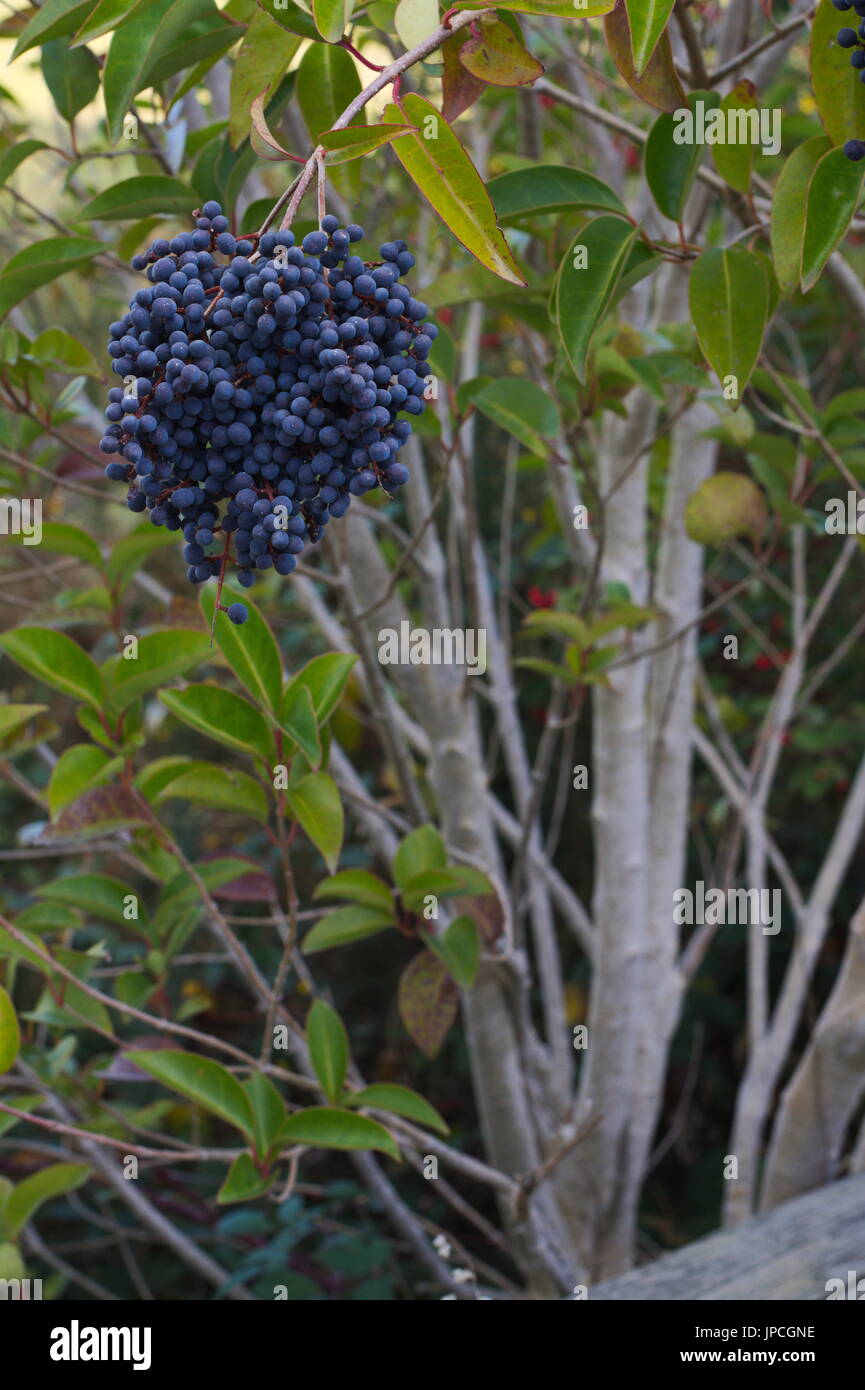 Ligustrum sinense oder kleine blätterte Liguster, dunkelblaue Beeren im Winter, Australien. Stockfoto