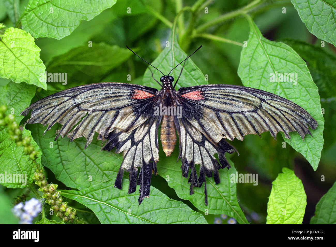 Scarlet Mormon beschädigt () - Papilio rumanzovia Stockfoto