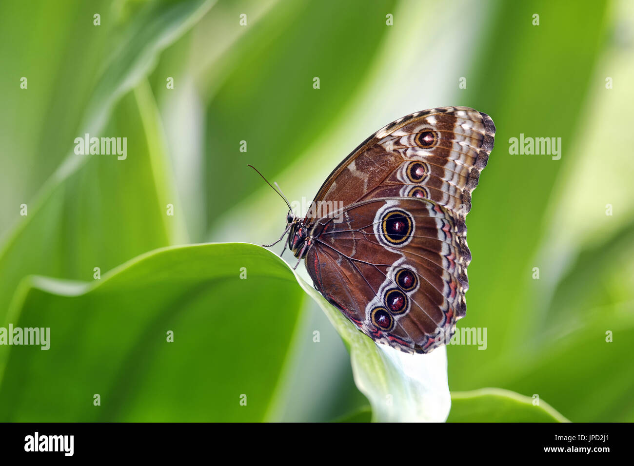 Peleides Blue Morpho Butterfly (Unterseite) - Morpho peleides Stockfoto