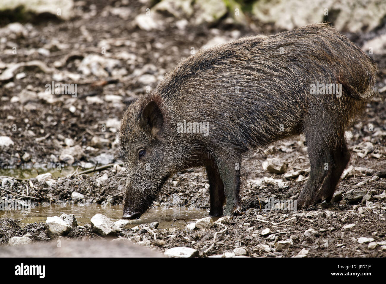 Wildschwein (weiblich) - Sus scrofa Stockfoto