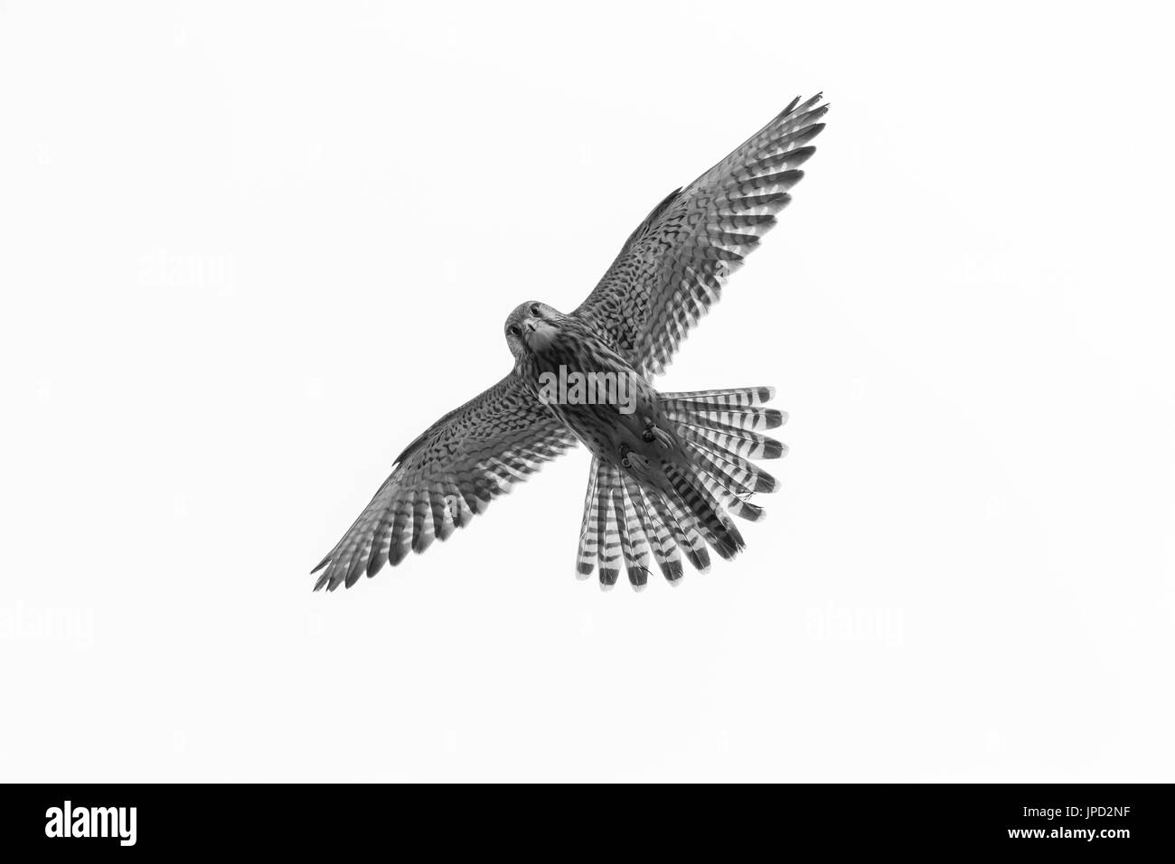 Turmfalken Falco Tinnunculus (Captive), unreif, Weiblich, im Flug, Hawk Conservancy Trust, Andover, Hampshire, UK im April. Stockfoto