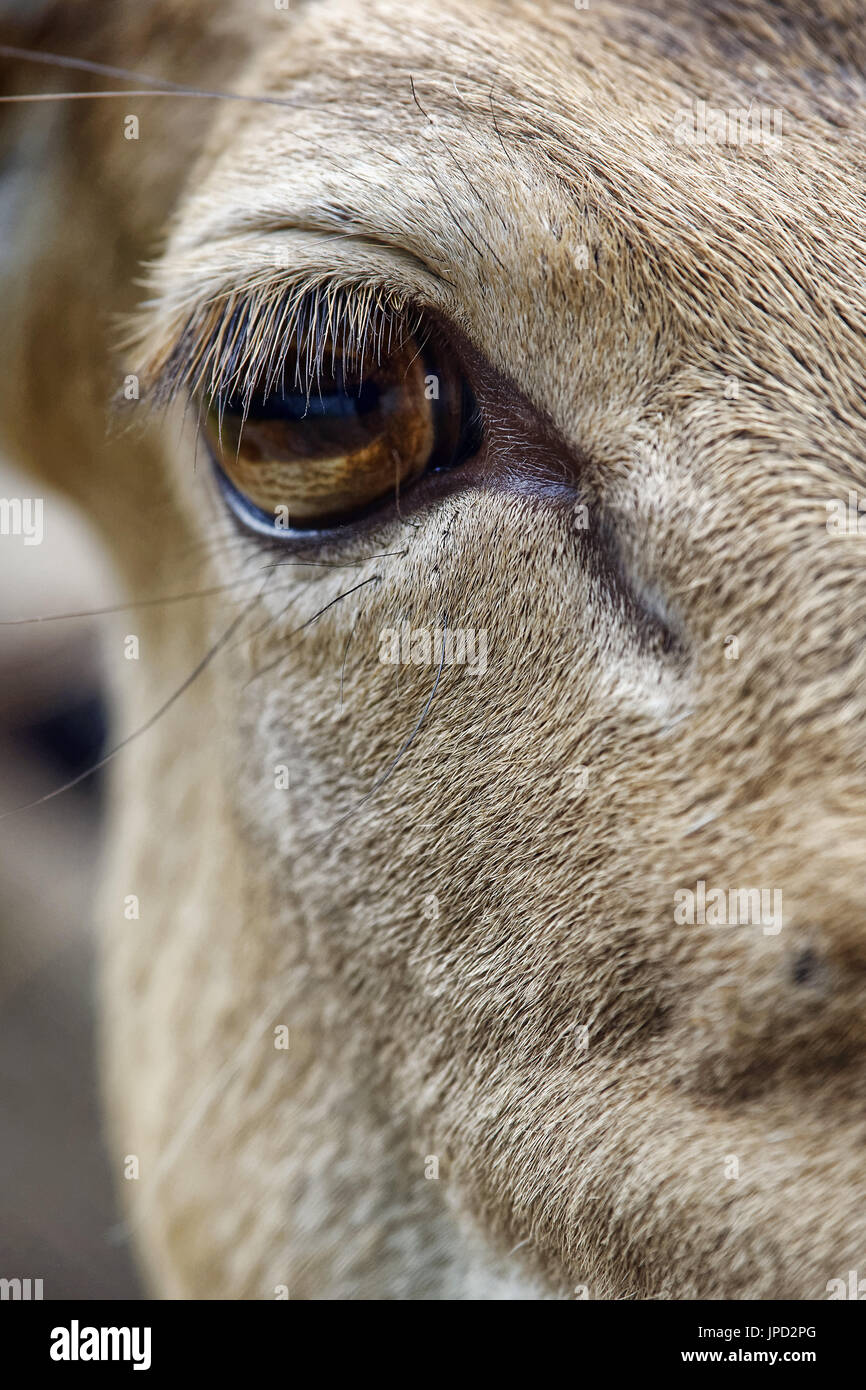 Damwild Auge - Dama dama Stockfoto