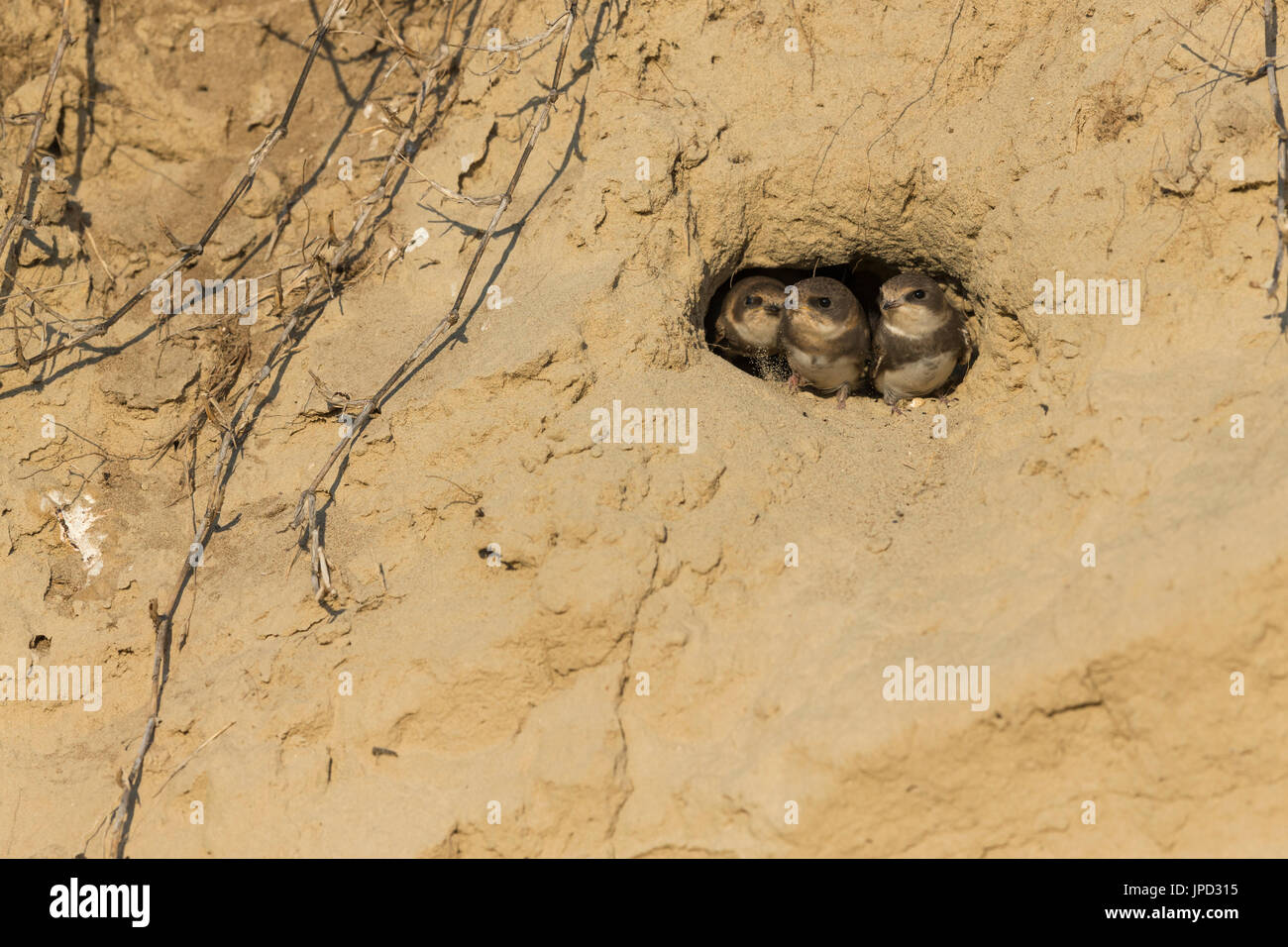 Gemeinsamen Uferschwalbe Riparia Riparia, Küken, stossen Köpfe aus Verschachtelung Burrow, Tiszaalpár, Ungarn im Juli. Stockfoto