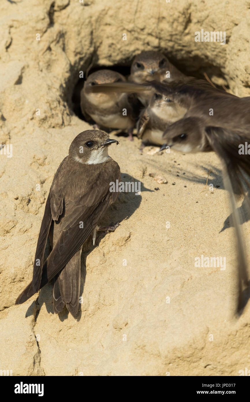Gemeinsamen Uferschwalbe Riparia Riparia, Küken, stossen Köpfe aus Verschachtelung Burrow, Tiszaalpár, Ungarn im Juli. Stockfoto