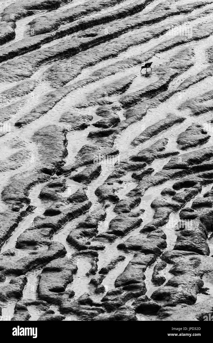 Eurasischen Austernfischer Haematopus Ostralegus, zu Fuß über die Esturine Wattenmeer, Sand Bay, Somerset, Großbritannien im Oktober. Stockfoto