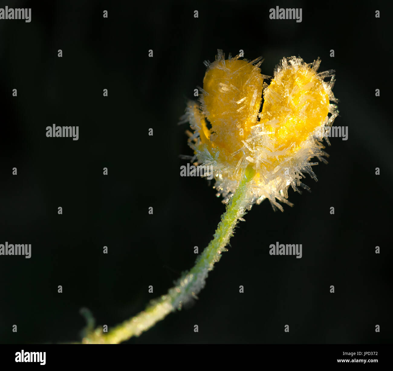 Wildflower gelbe Blume eine Butterblume ist mit Raureif bedeckt. Wilde Blume auf schwarzem Hintergrund Stockfoto