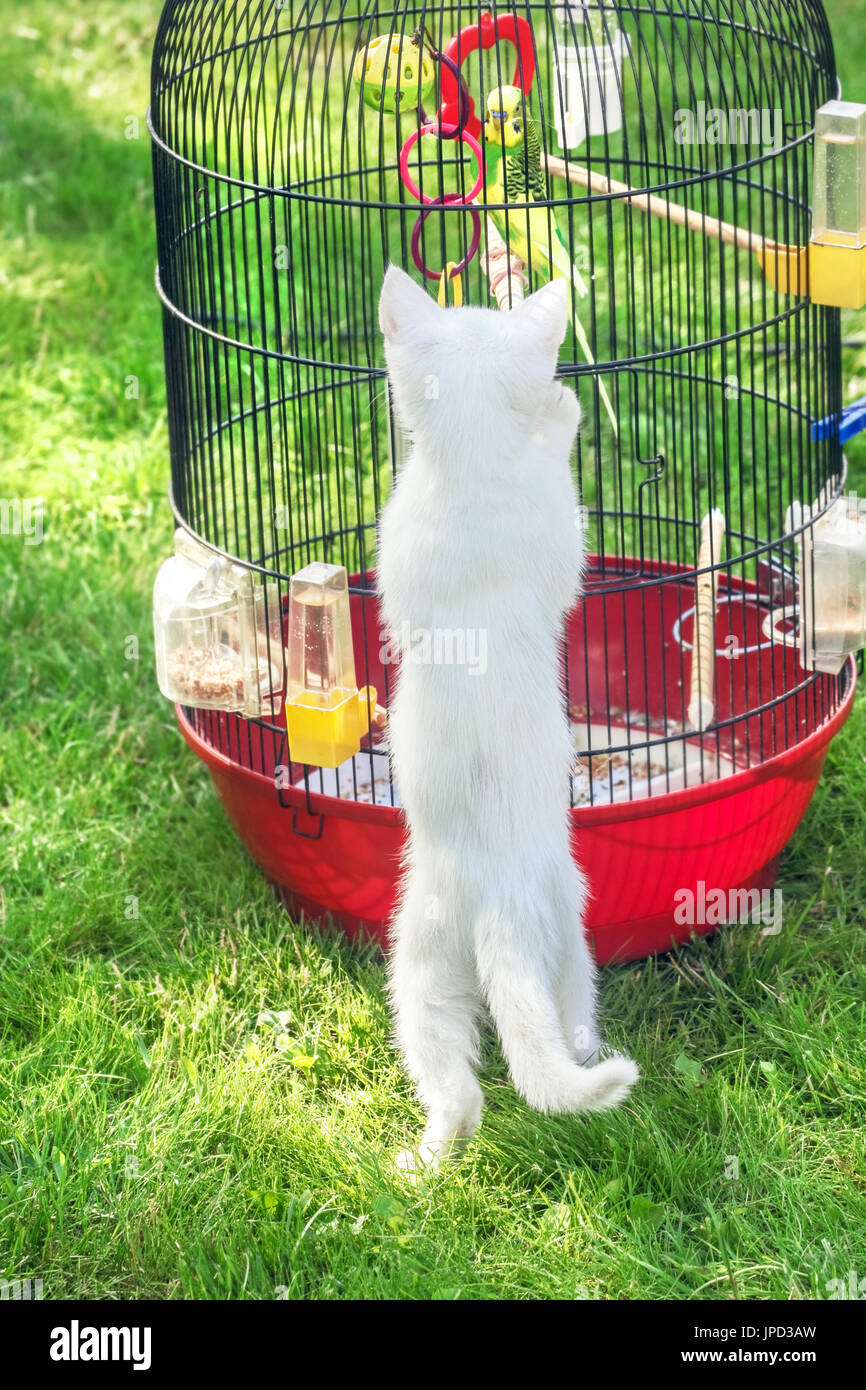 Weiße kleine Katze über Vogel im Käfig auf dem grünen Rasen Stockfoto