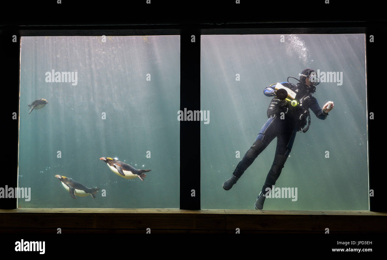 Makkaroni-Pinguine schwimmen um einen Taucher herum, während er Algen aus dem Aquarium im Living Coasts Zoo & Aquarium in Torquay reinigt, wo qualifizierte Taucher freiwillig dem Team der wöchentlichen Aquariumsreiniger beitreten können. Stockfoto
