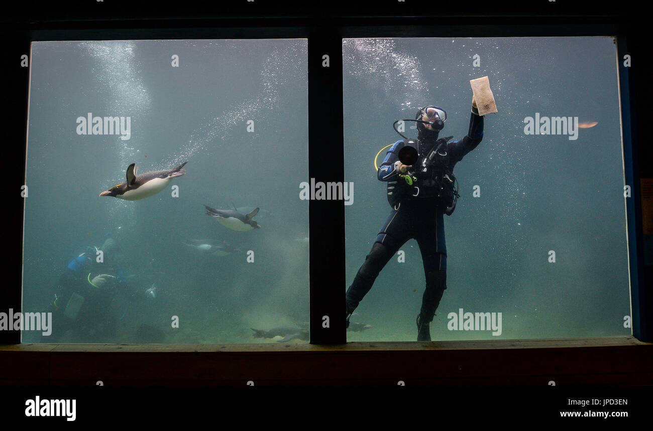 Makkaroni-Pinguine schwimmen um einen Taucher herum, während er Algen aus dem Aquarium im Living Coasts Zoo & Aquarium in Torquay reinigt, wo qualifizierte Taucher freiwillig dem Team der wöchentlichen Aquariumsreiniger beitreten können. Stockfoto