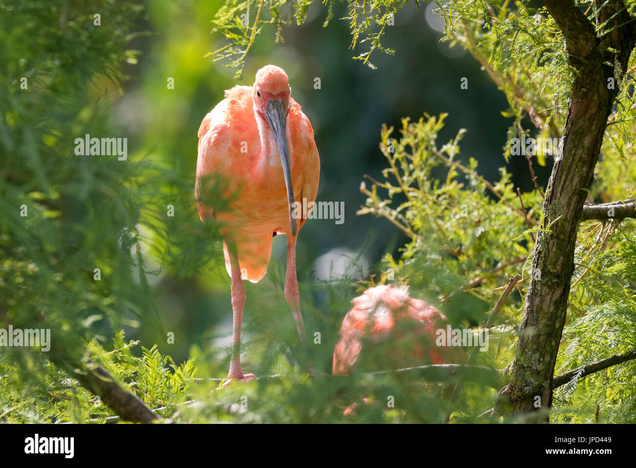 Scarlet Ibis Wader Vogel (Eudocimus Ruber) sitzend in einem Baum, putzen und seine Flügel in der Sonne trocknen. Stockfoto