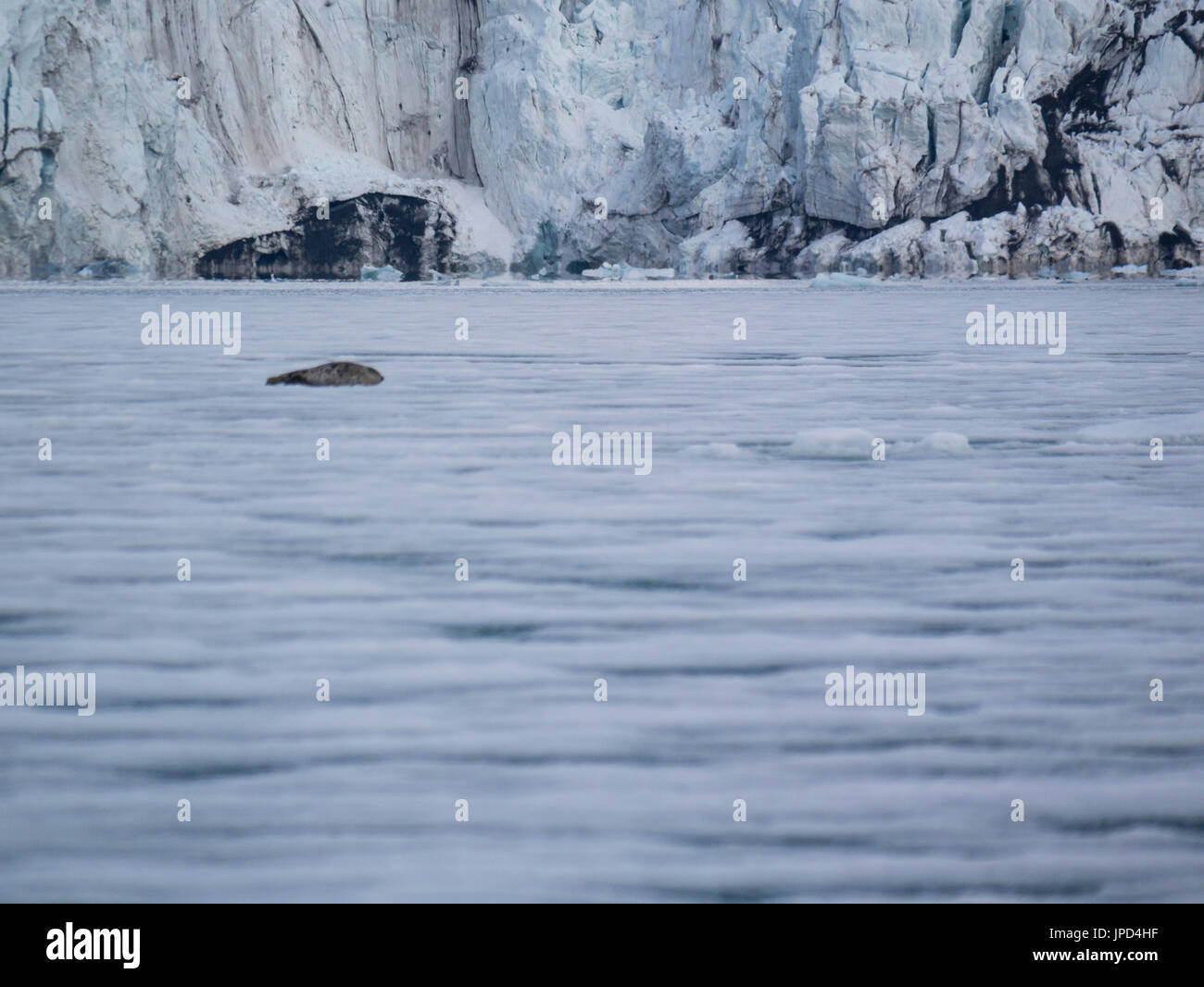 Kalbende Gletscher und Eisschollen beliebter Ort Bartrobben sehen St Jonsfjord Spitsbergen Norwegen Archipels hautnah Stockfoto