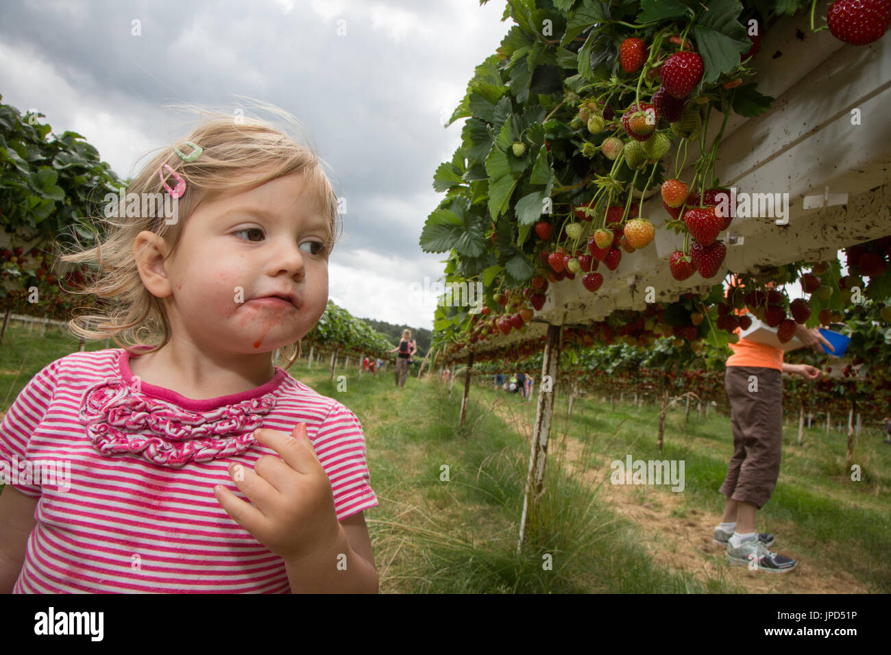 Ein Kleinkind Mädchen von 18 Monaten Essen Erdbeeren auf ein Pick-deine-eigene-Farm in England. Schwester Mutter und Baby sind im Hintergrund Stockfoto