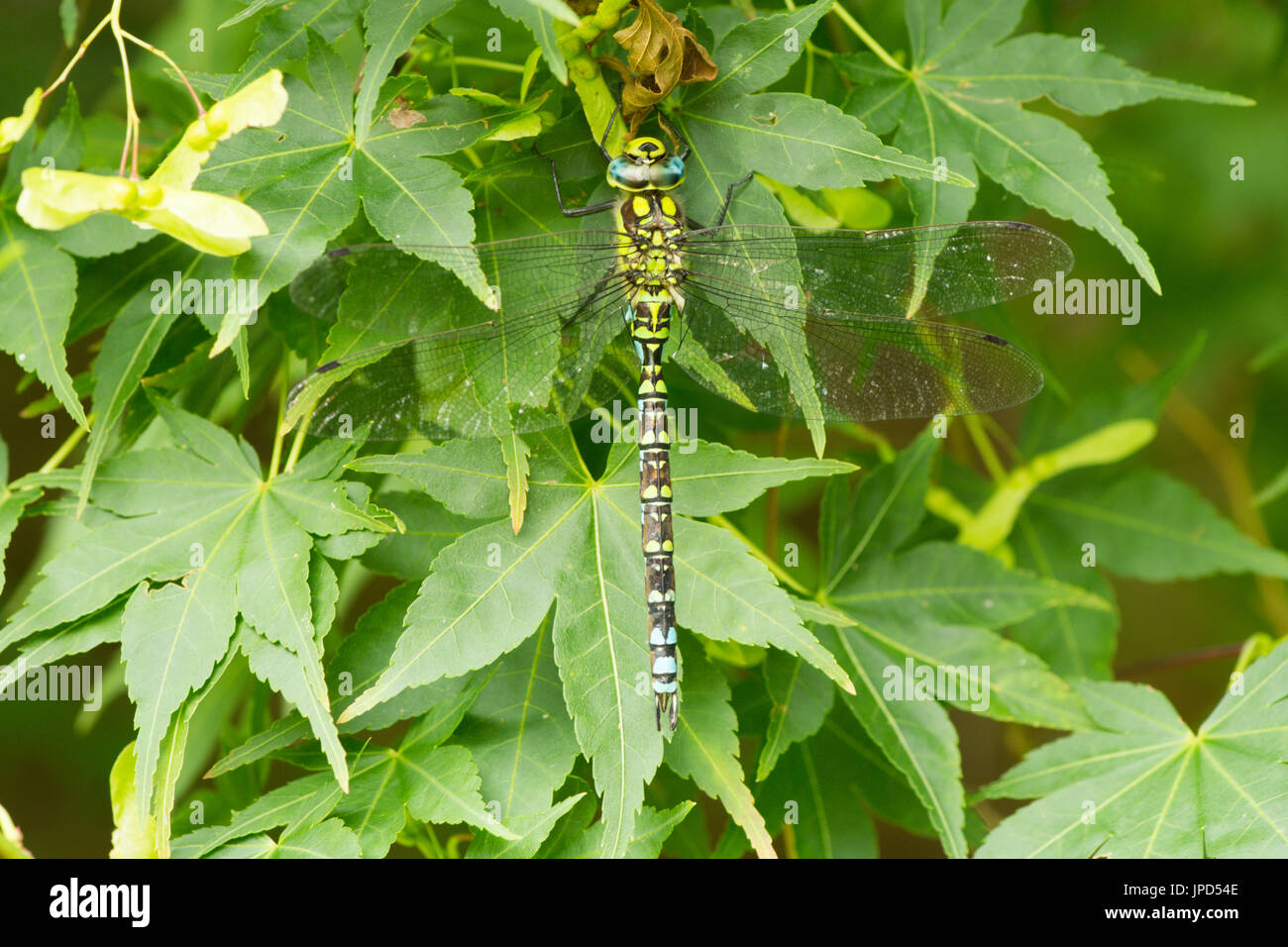 Südlichen Hawker, Aeshna Cyanea, Libelle. Reife Männchen in Ruhe im Acer-Ahorn-Baum hängen. Juli. Sussex. VEREINIGTES KÖNIGREICH. Stockfoto