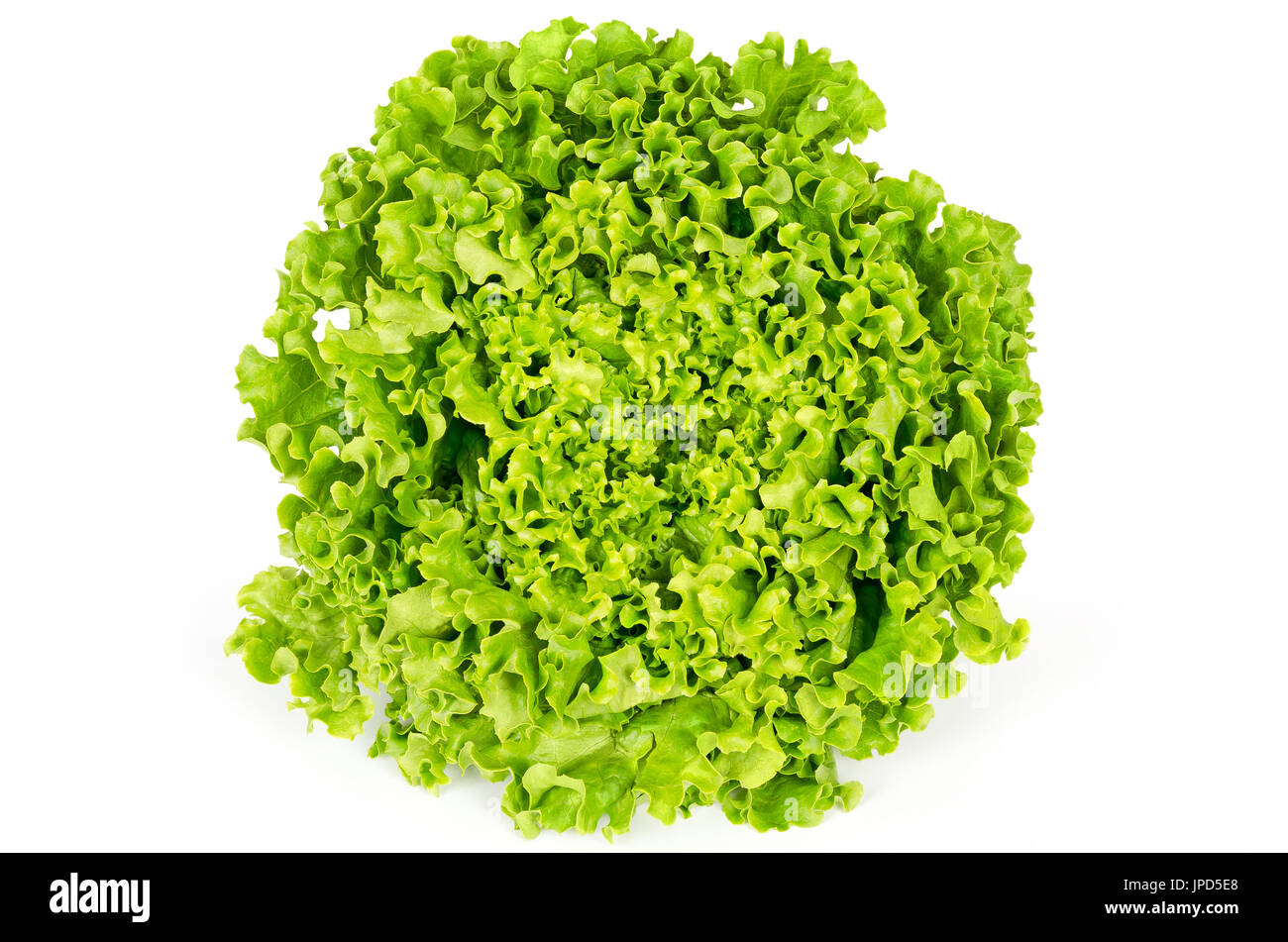 Batavia Salat Vorderansicht. Auch Französisch oder Sommer knackig. Frischen hellen grünen Salat Kopf mit gekräuselte Blätter und eine gewellte Blattrand. Lactuca Sativa. Stockfoto