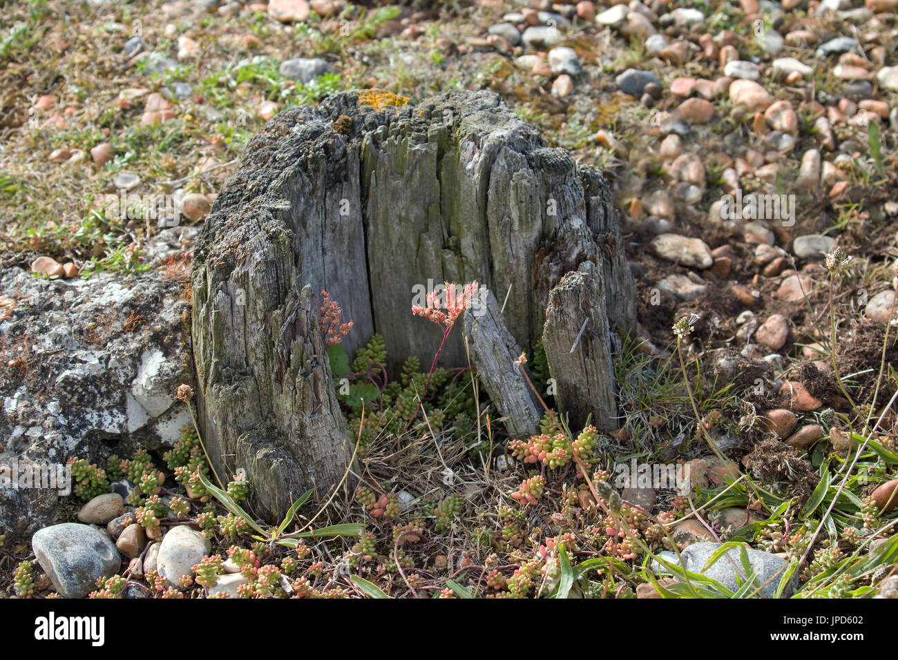 Kies und Ufer Pflanzen Tide Hafermühlen, East Sussex, mit hölzernen stumpf. Stockfoto