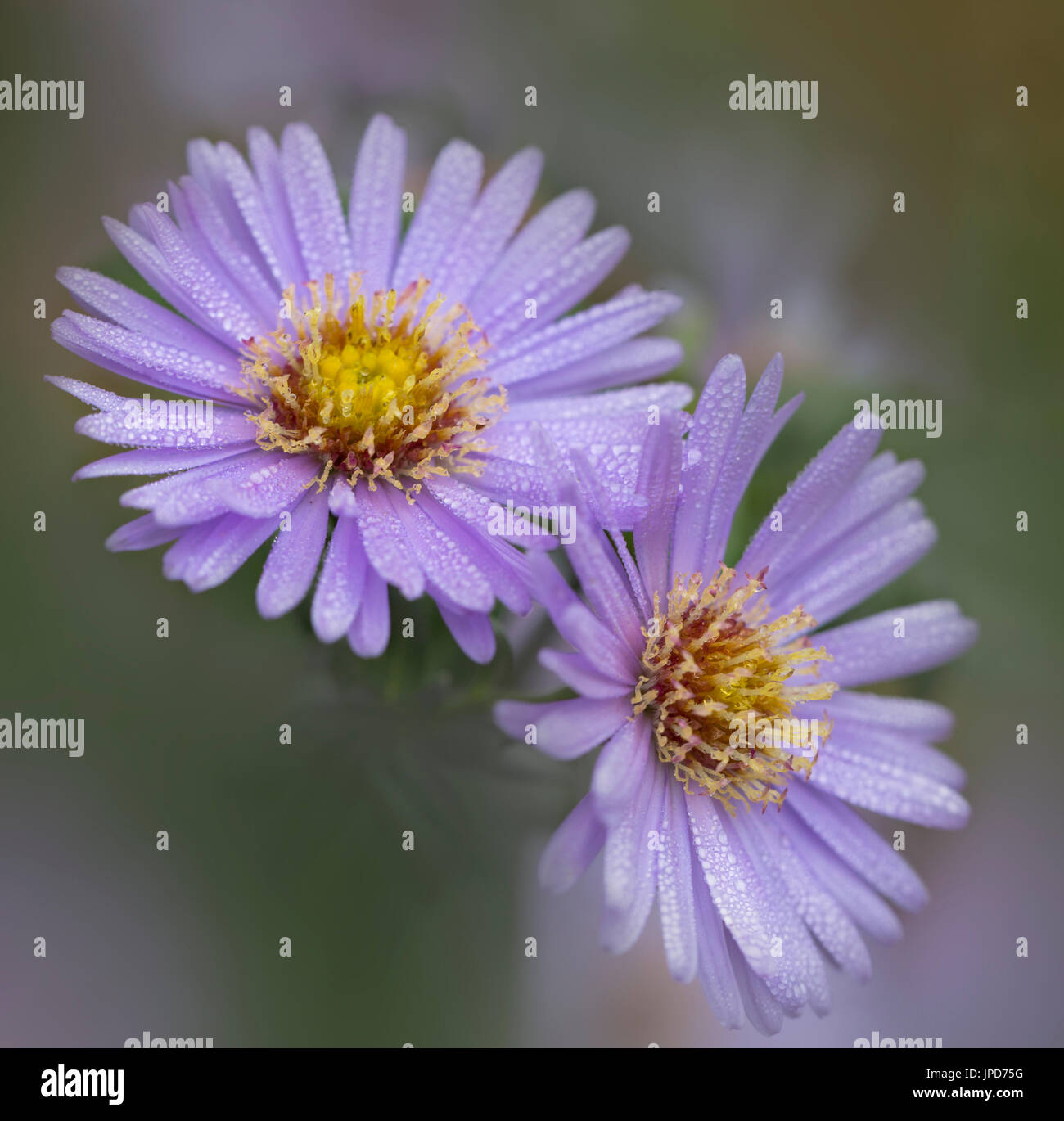 Astern Blume Stockfoto