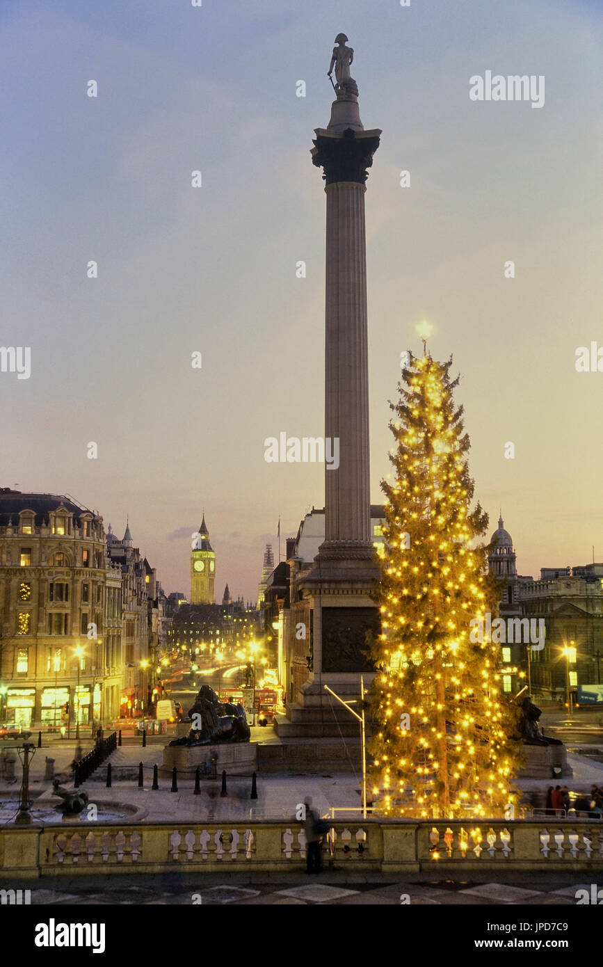 Der Trafalgar Square Christmas Tree, Nelson Säule und der Palace of Westminster, London, England, UK Stockfoto