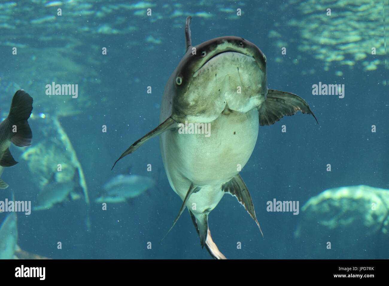 Hai Wal Fisch im Ozean Stockfoto