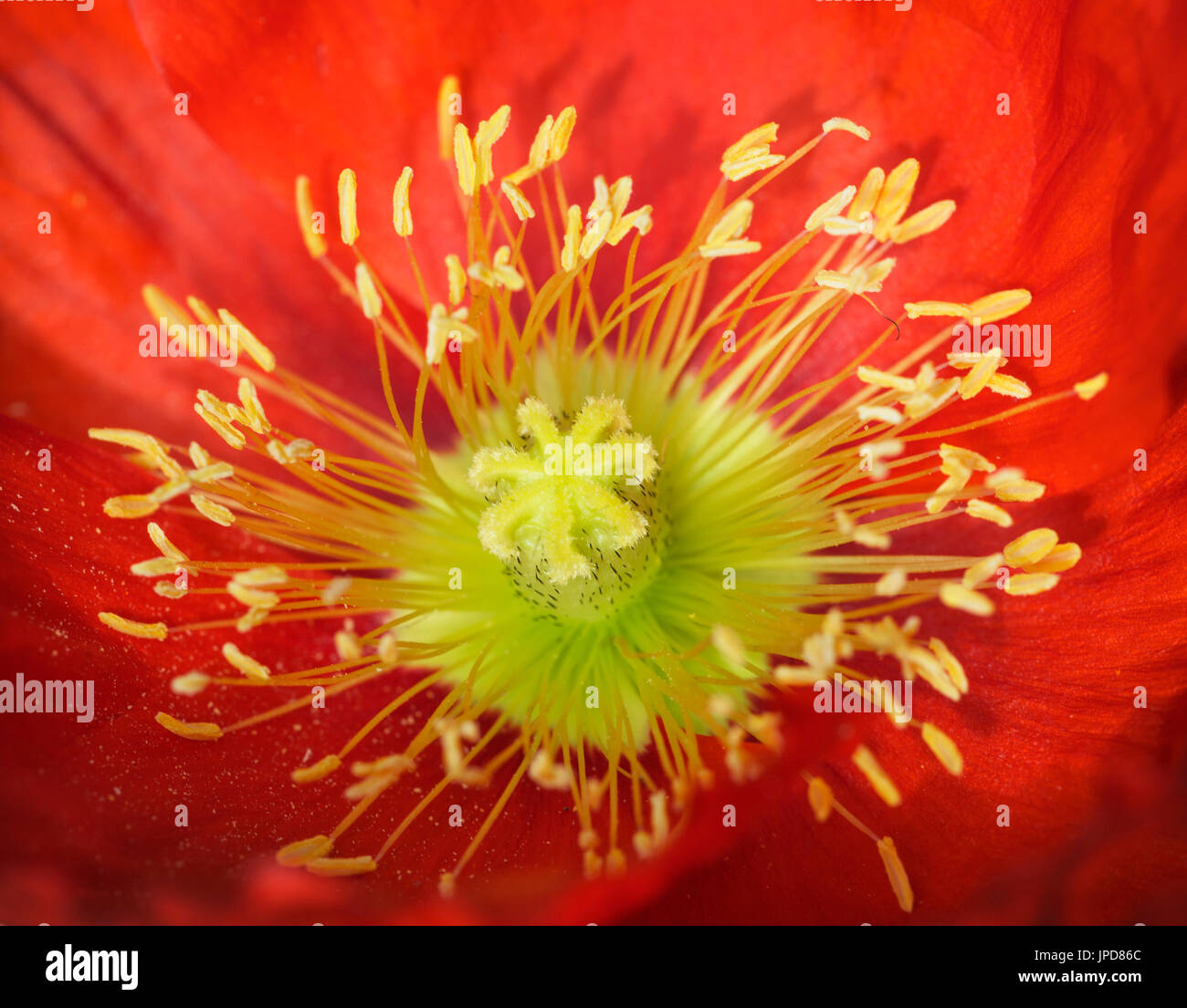 Rote Mohnblume Stockfoto