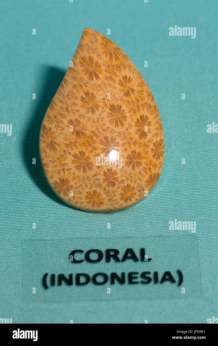 Fossile Korallen-cabochon Stockfoto