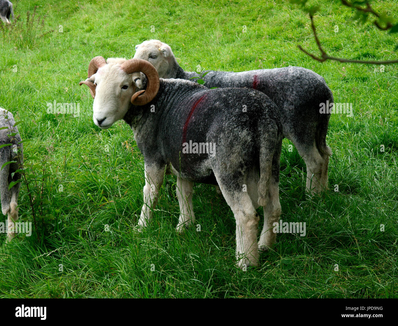 Ram und Ewe Herdwick-schafe, den Lake District, Cumbria, Großbritannien Stockfoto