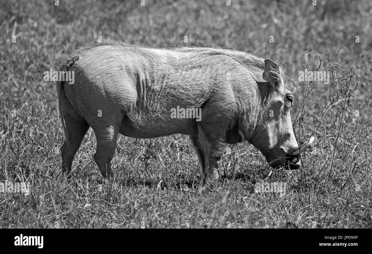 Wilde Warzenschwein in African Safari genommen Stockfoto