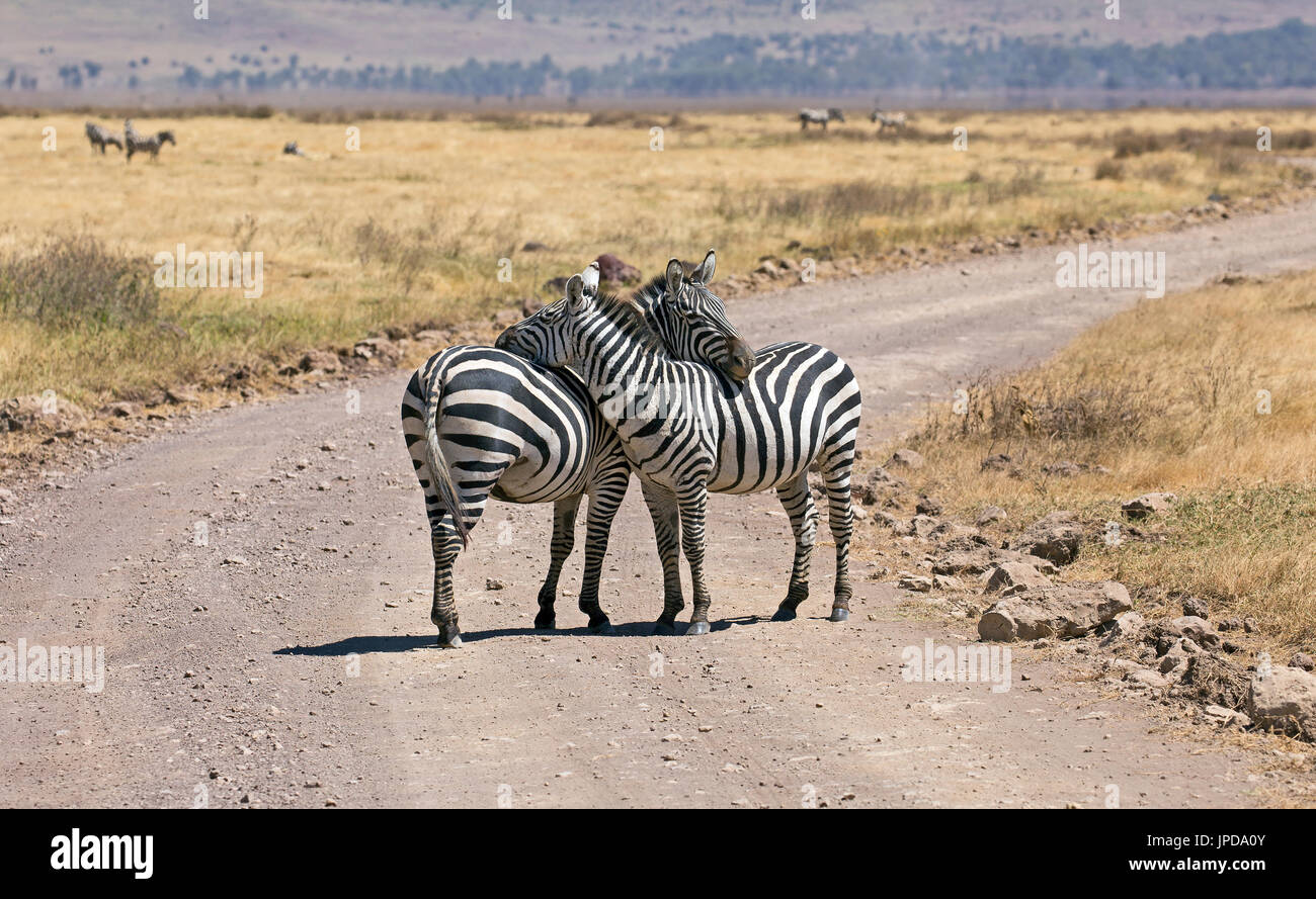 Gruppe von Zebras Stockfoto