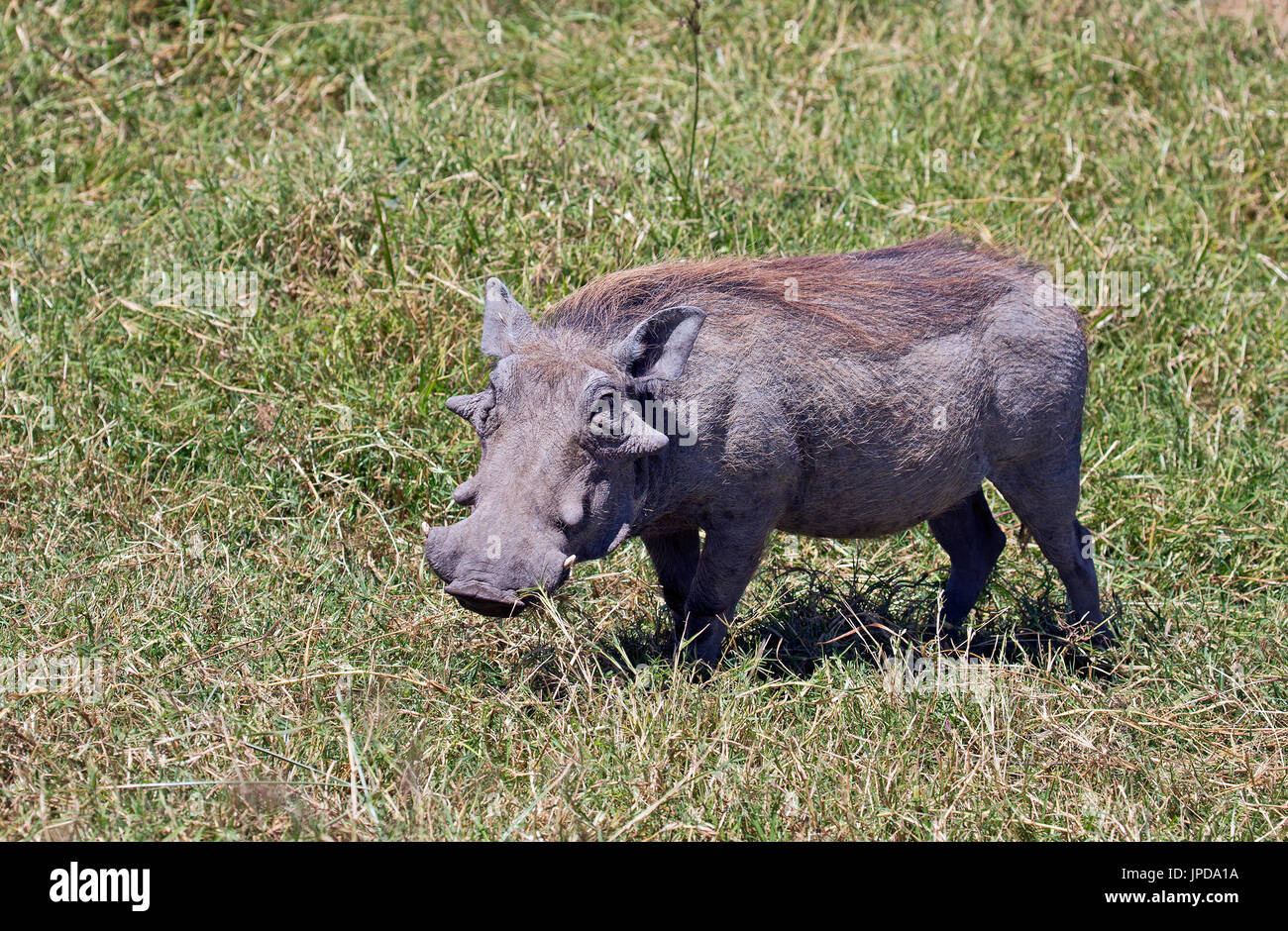 Wilde Warzenschwein in African Safari genommen Stockfoto