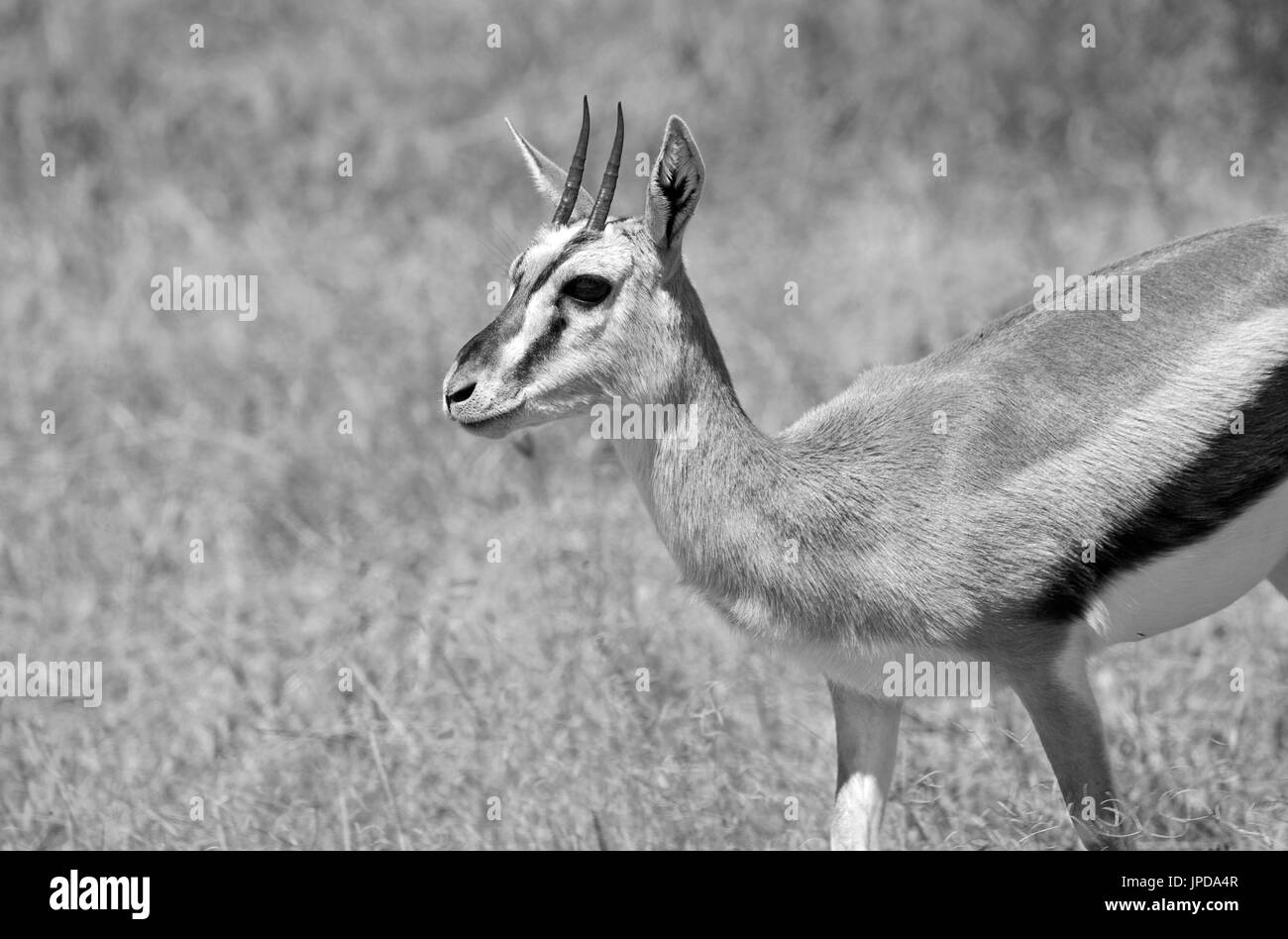 Thomson-gazelle Stockfoto